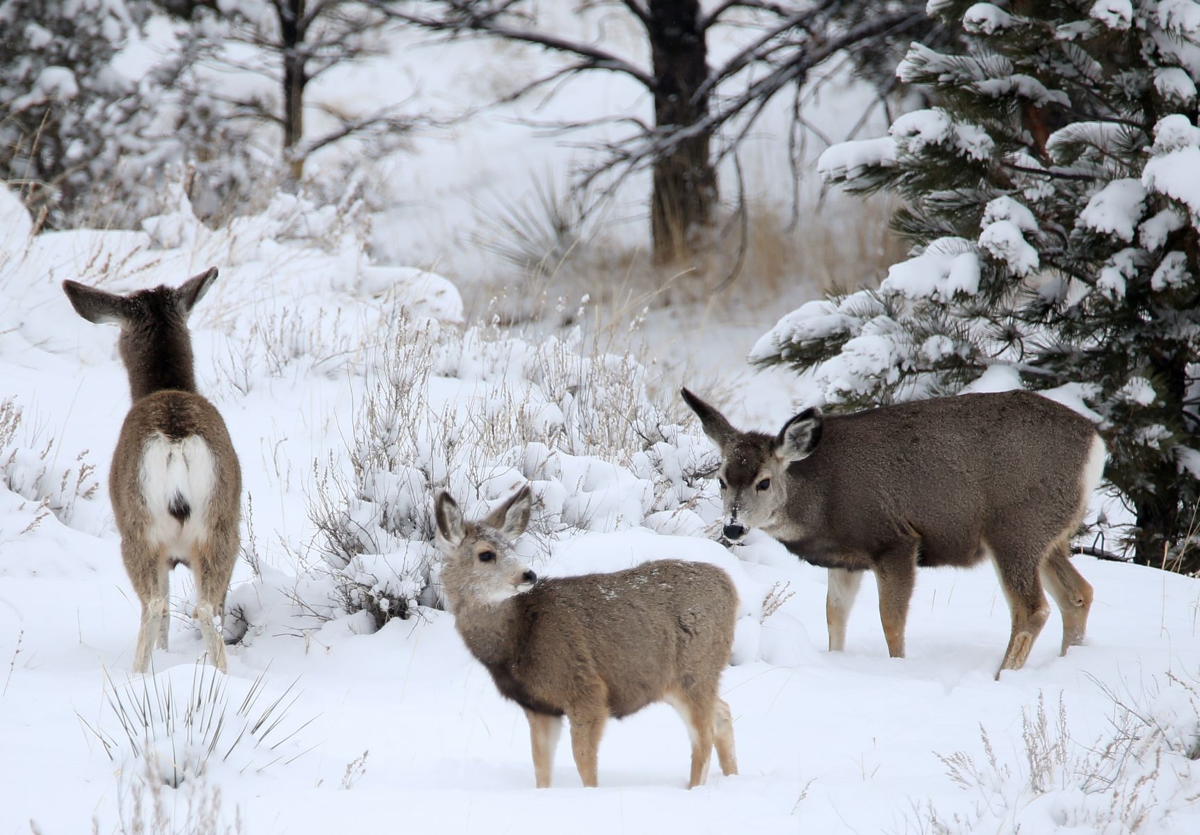 Mule deer